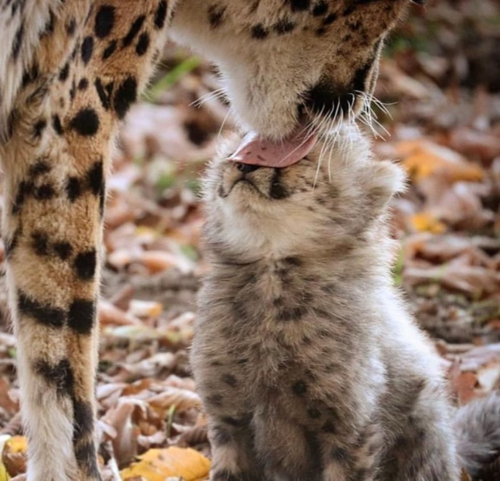 Leopardo e filhote