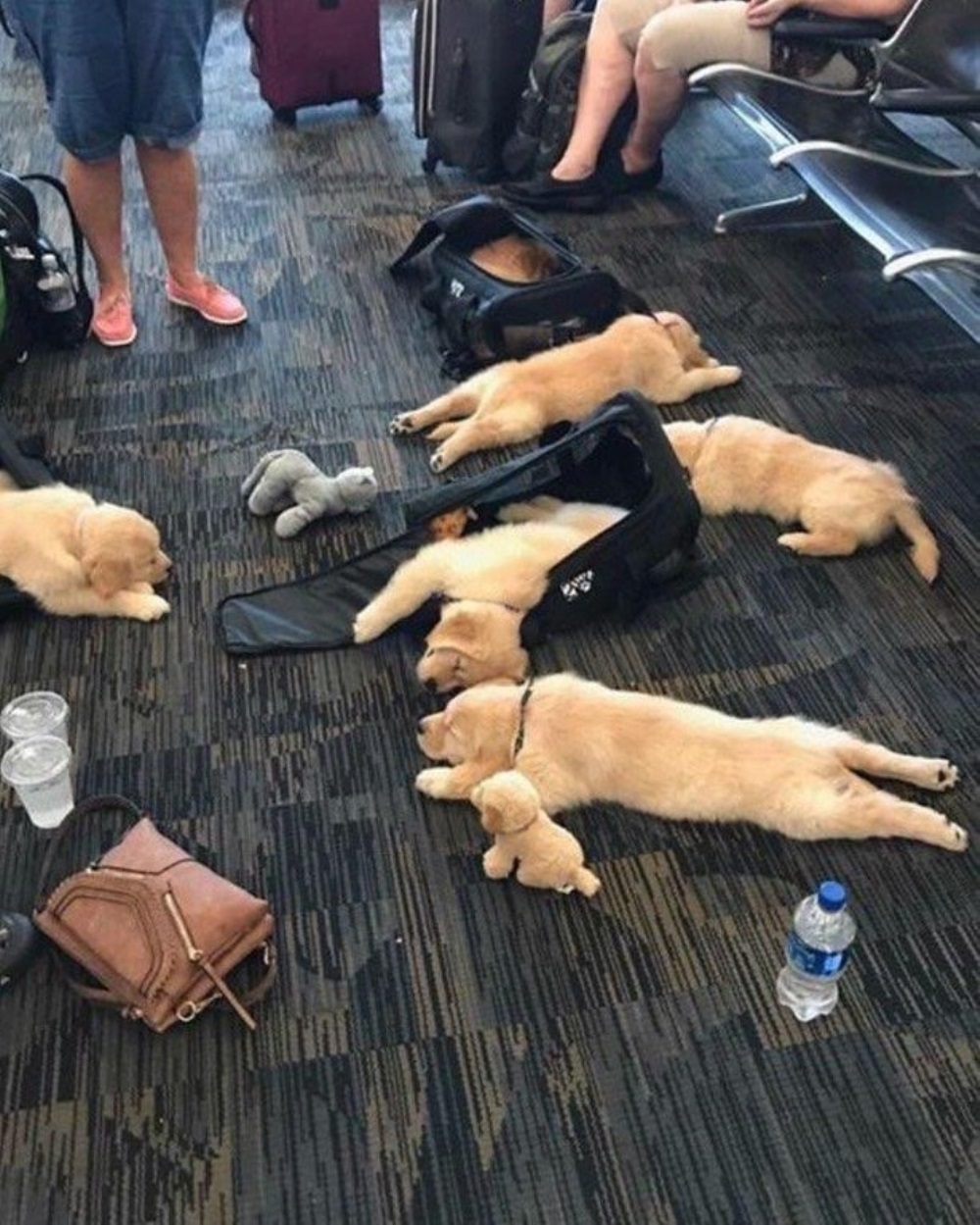 Filhotes dormem no aeroporto