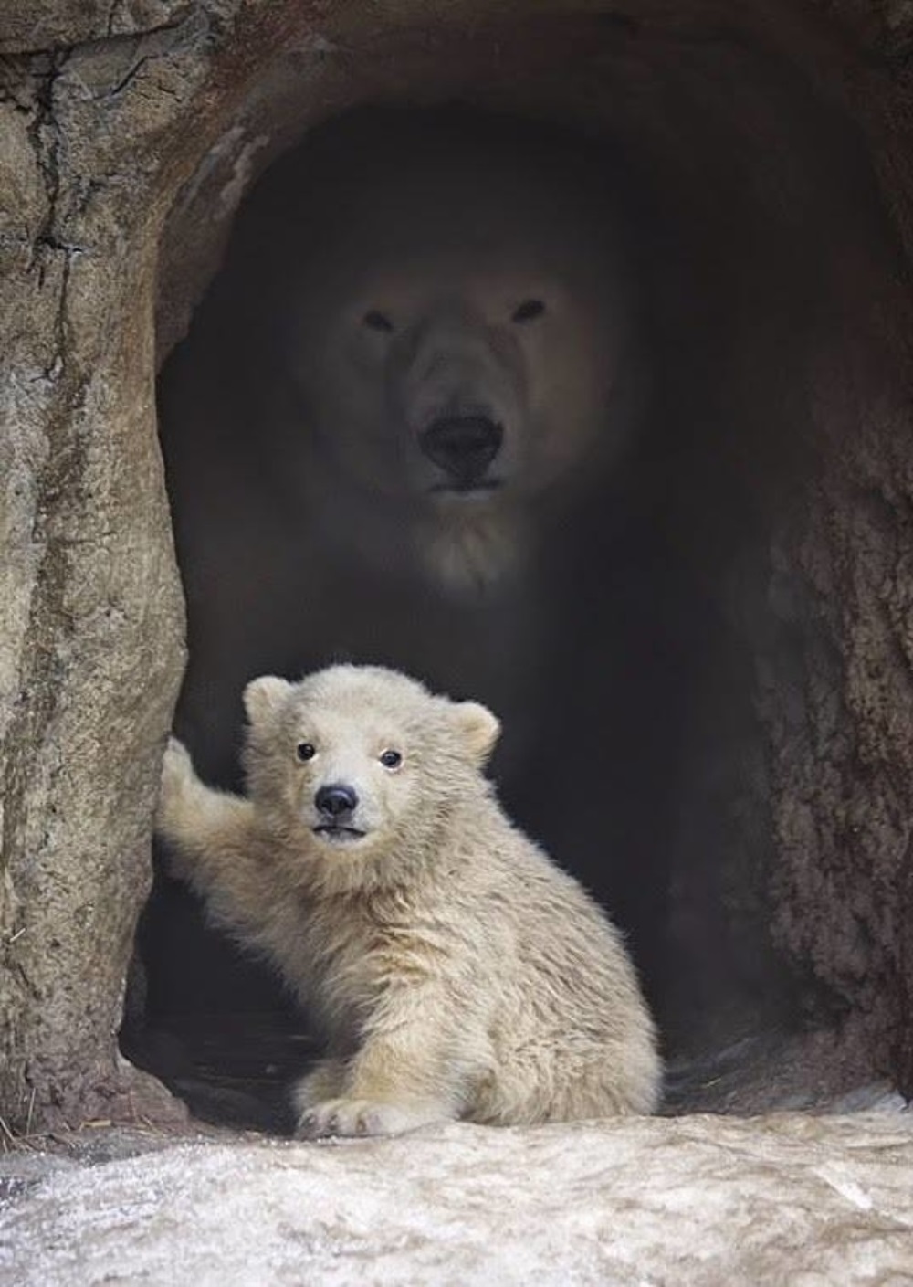 Ursinho e mãe na caverna