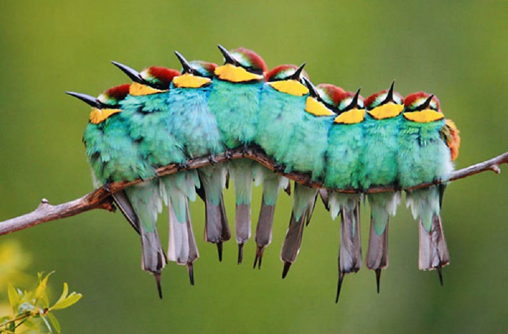 Ulat beluncas yang diperbuat daripada burung