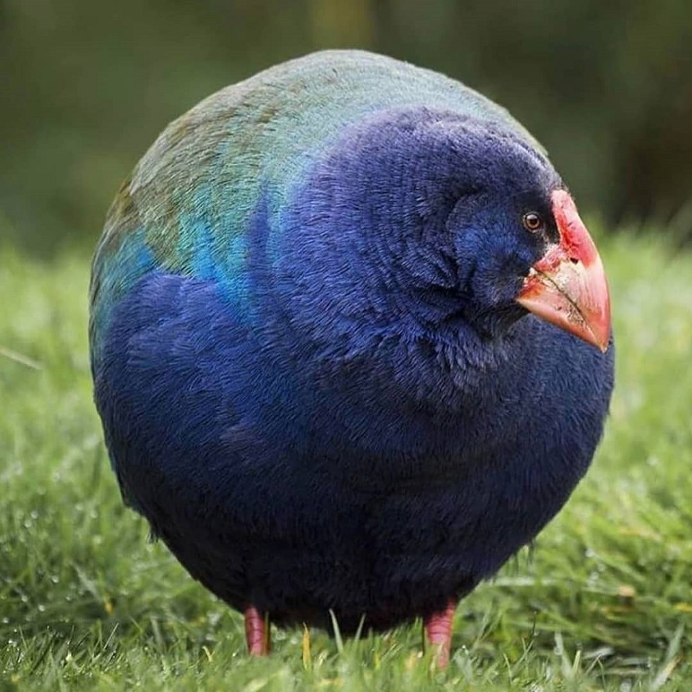 Ptica takahe