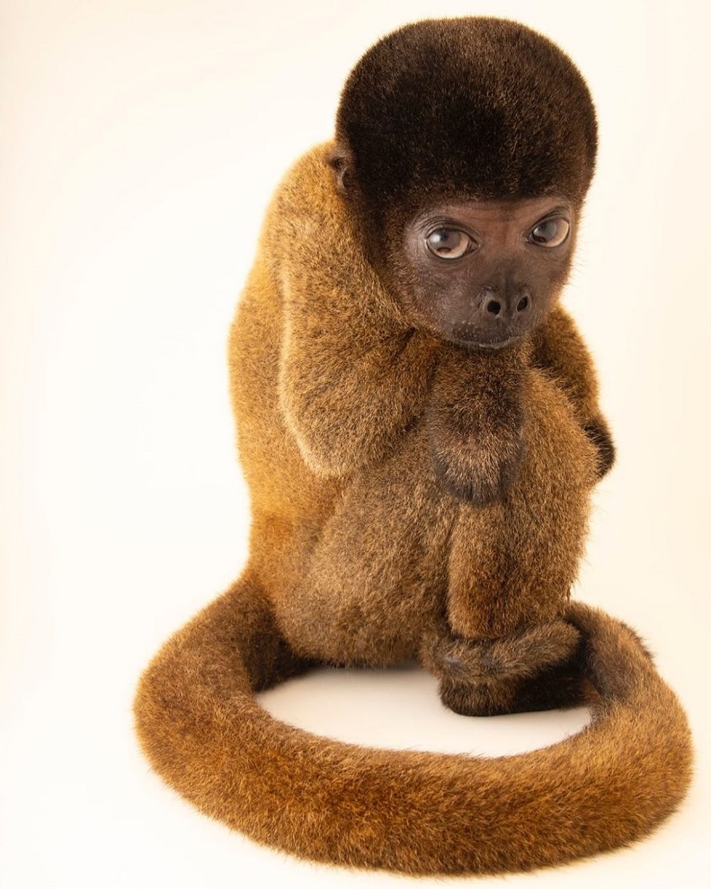 Maimuța cu coadă galbenă
