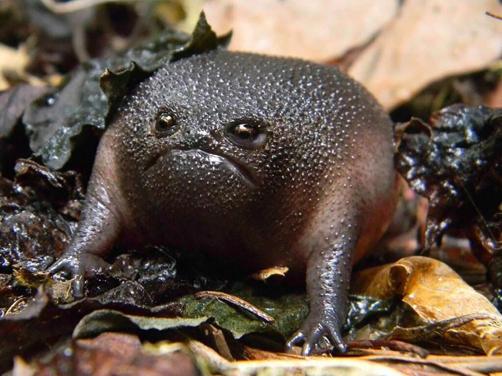 Short-mouth frog