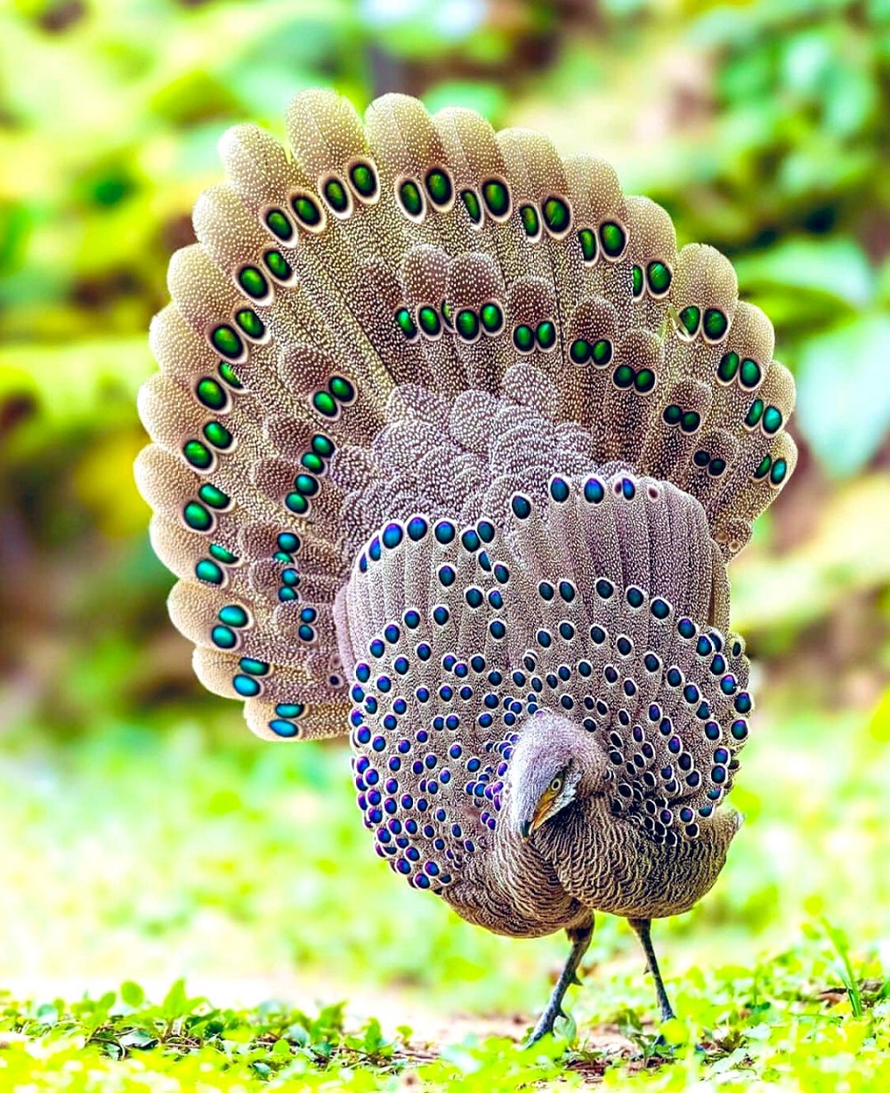 Peacock-pheasant