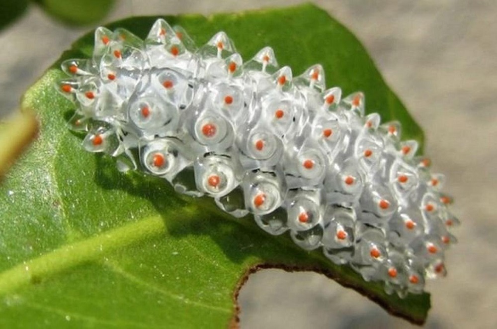 Marmalade caterpillar