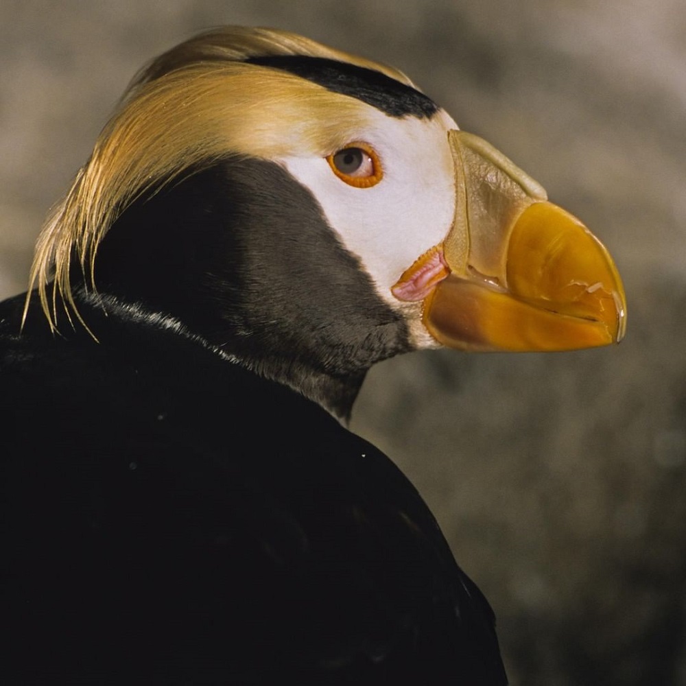 Präsidentenvogel