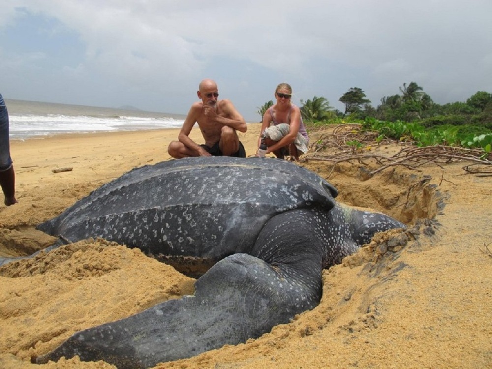 tartaruga enorme na praia