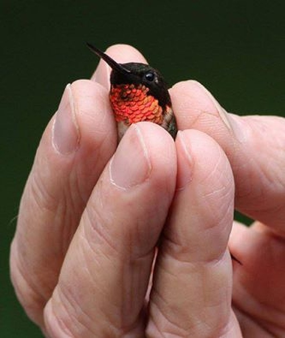 O pássaro cabe na palma da sua mão 