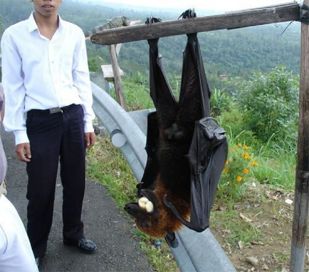 Morcego enorme