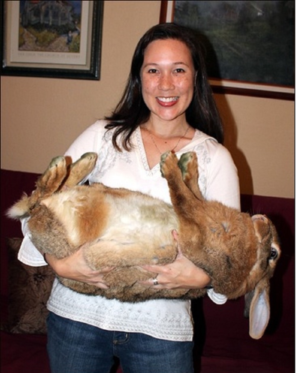 coelho pesa quase 9 quilos