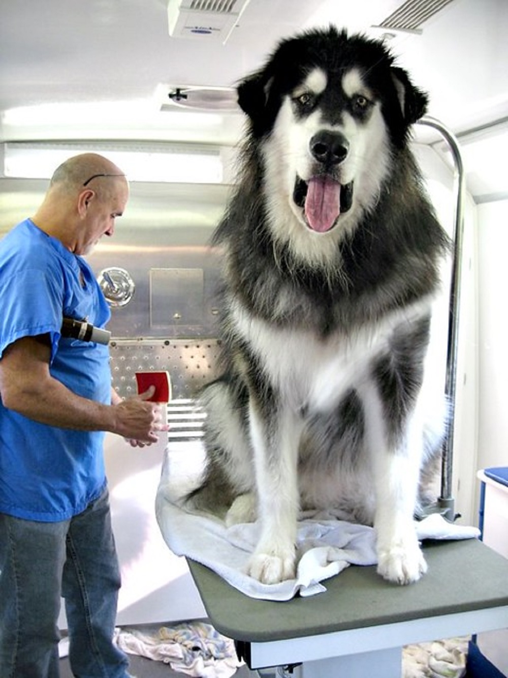 cão enorme 