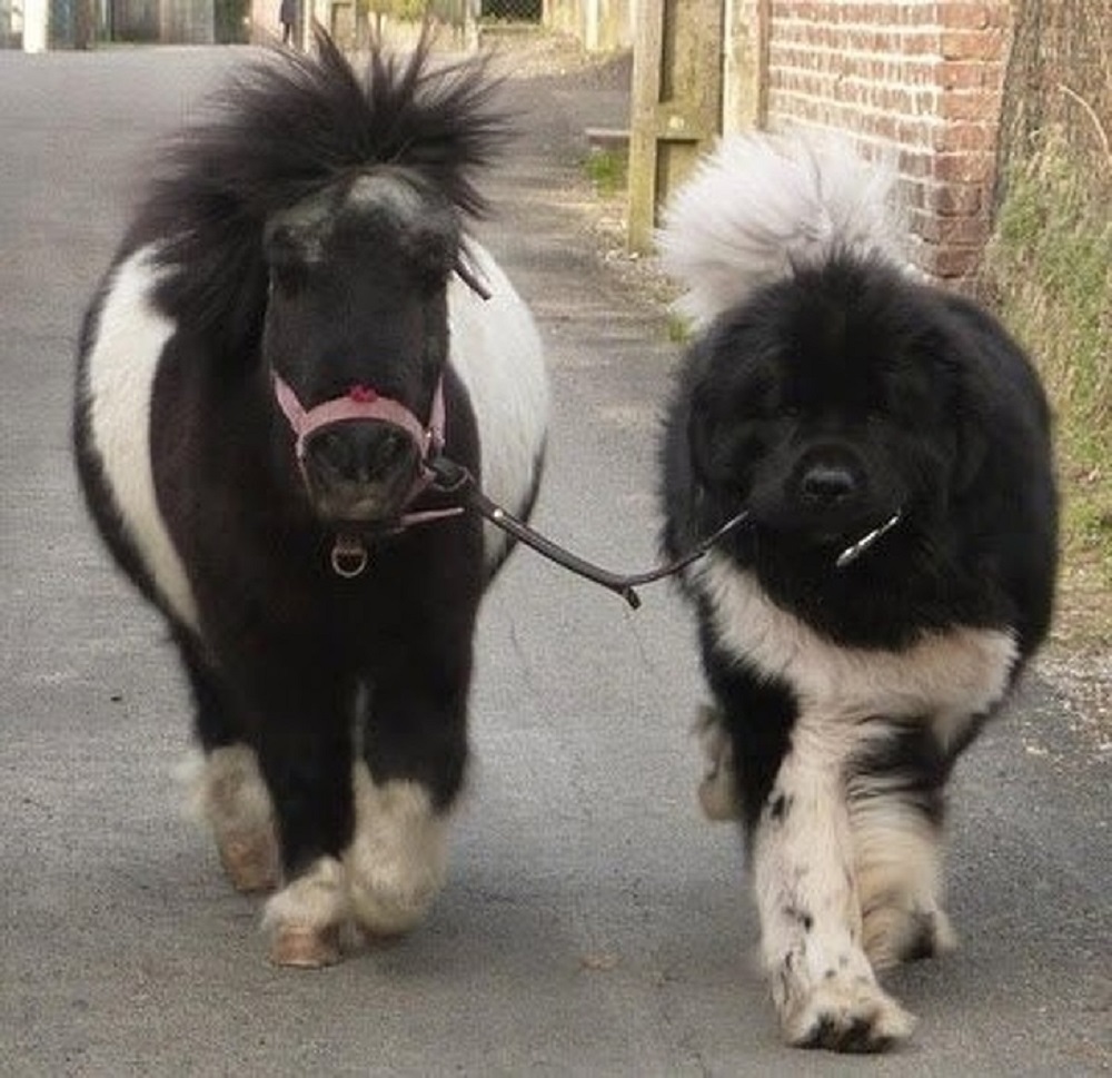 Perro grande lleva un pony