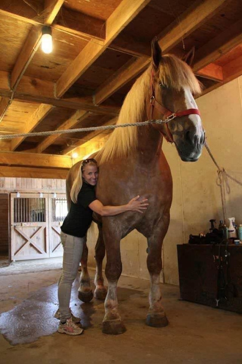 Big Jake, un cal belgian Gelding, a bătut cu înălțimea sa recordul mondial Guinness