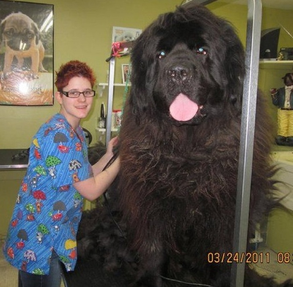 Cachorro enorme