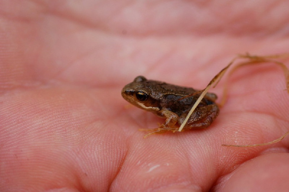 Mała żaba