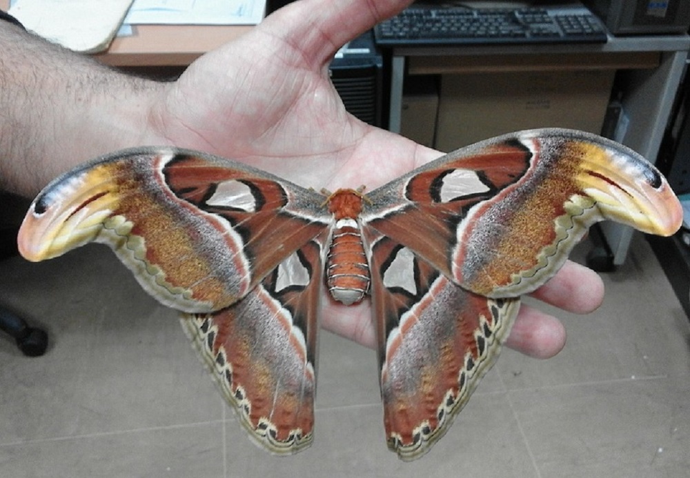 Τεράστια πεταλούδα