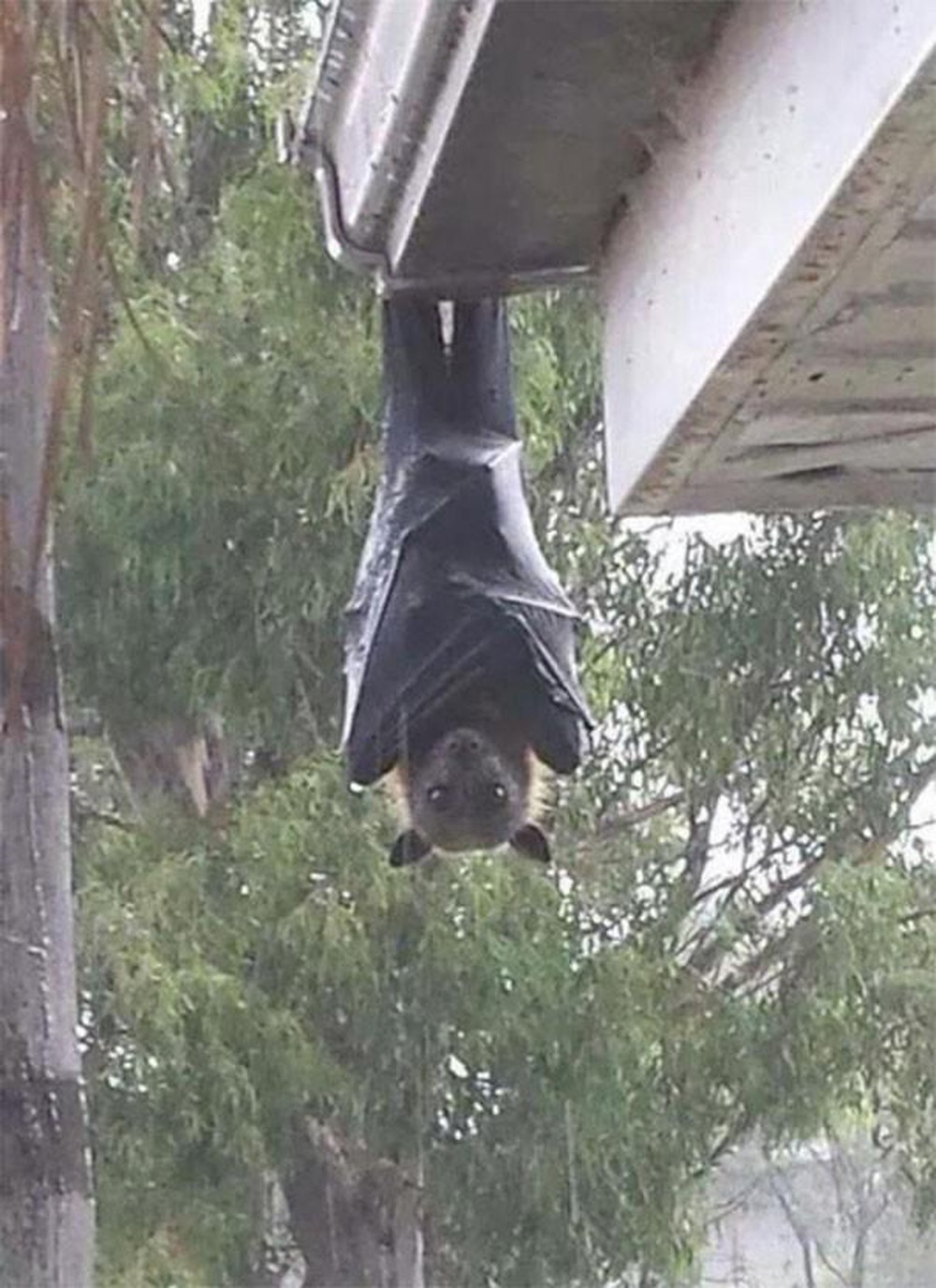 Enorme murciélago