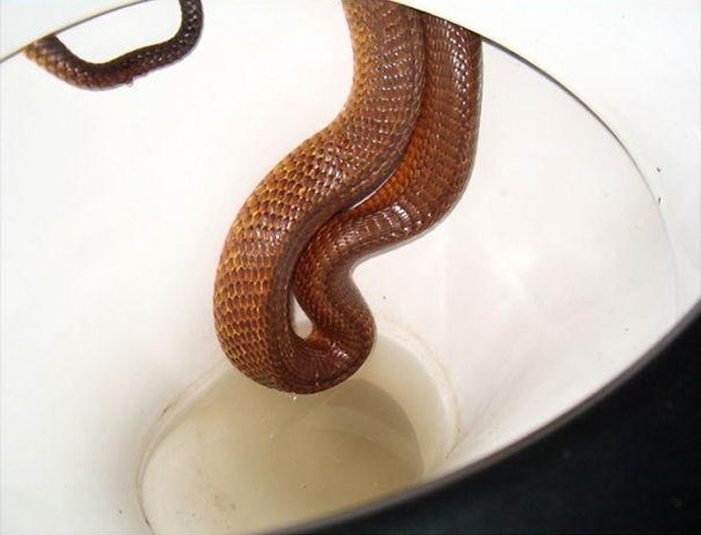 Αυστραλιανά φίδια κάτω από την τουαλέτα
