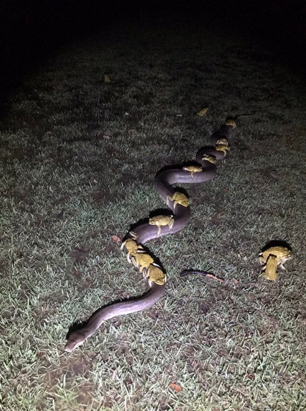 Padden berijden een slang