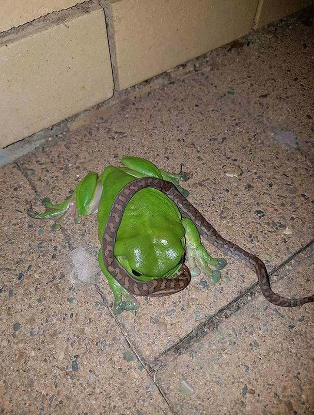 Żaba je węża