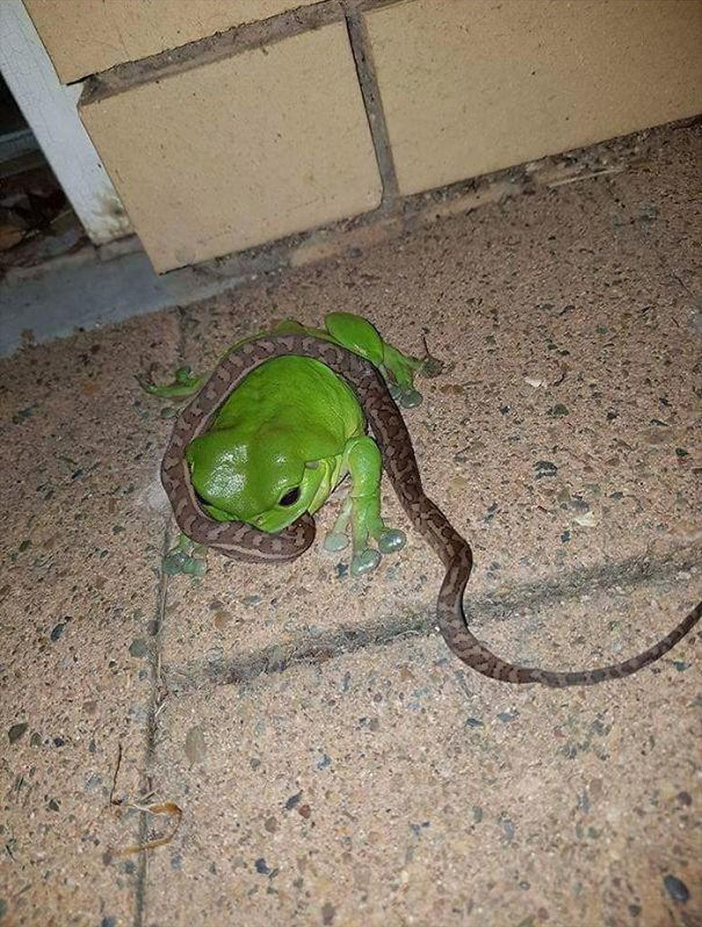 The frog ate a snake
