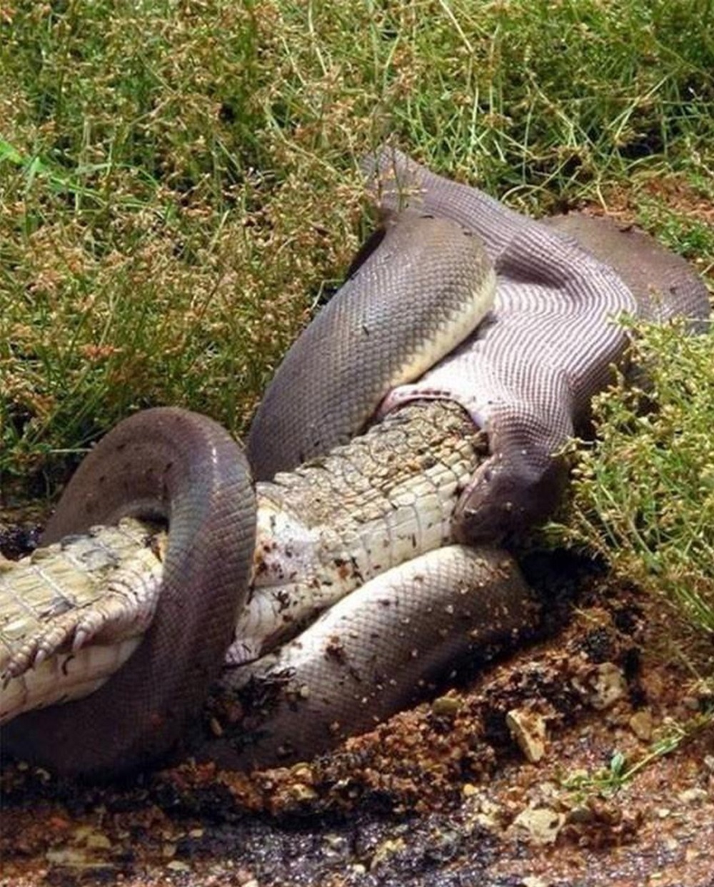 Η Anaconda τρώει έναν κροκόδειλο