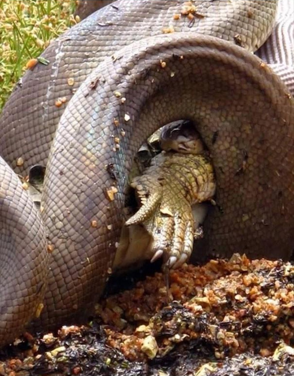 Anaconda comiendo un cocodrilo