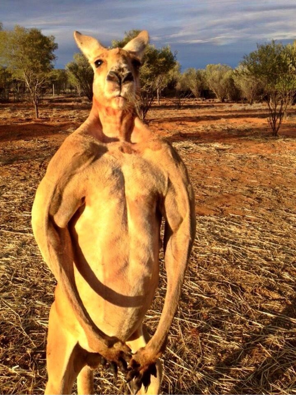 Sterke en grote kangoeroe