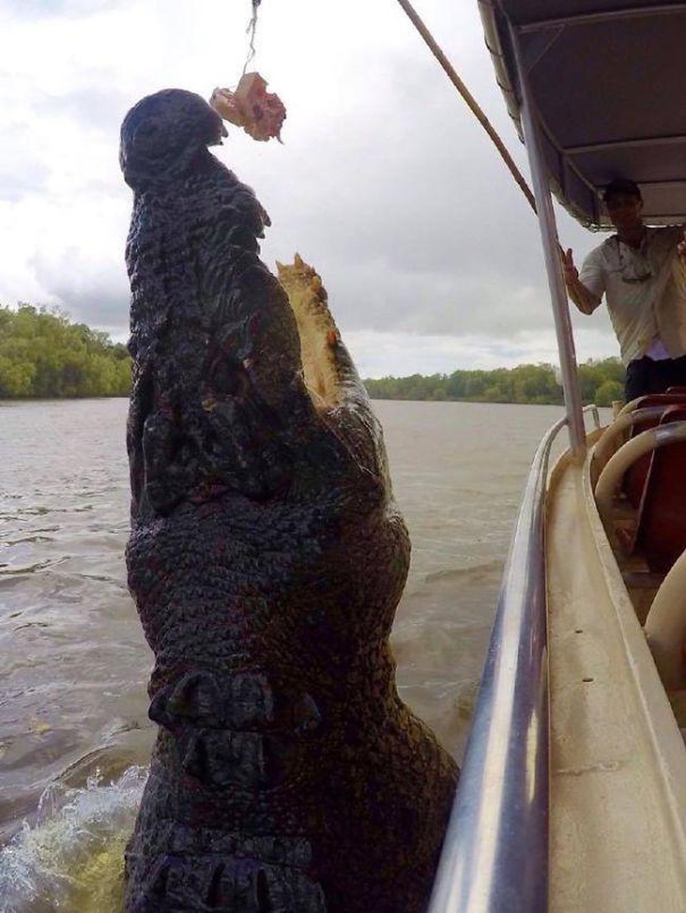Krokodyl w słonym jeziorze