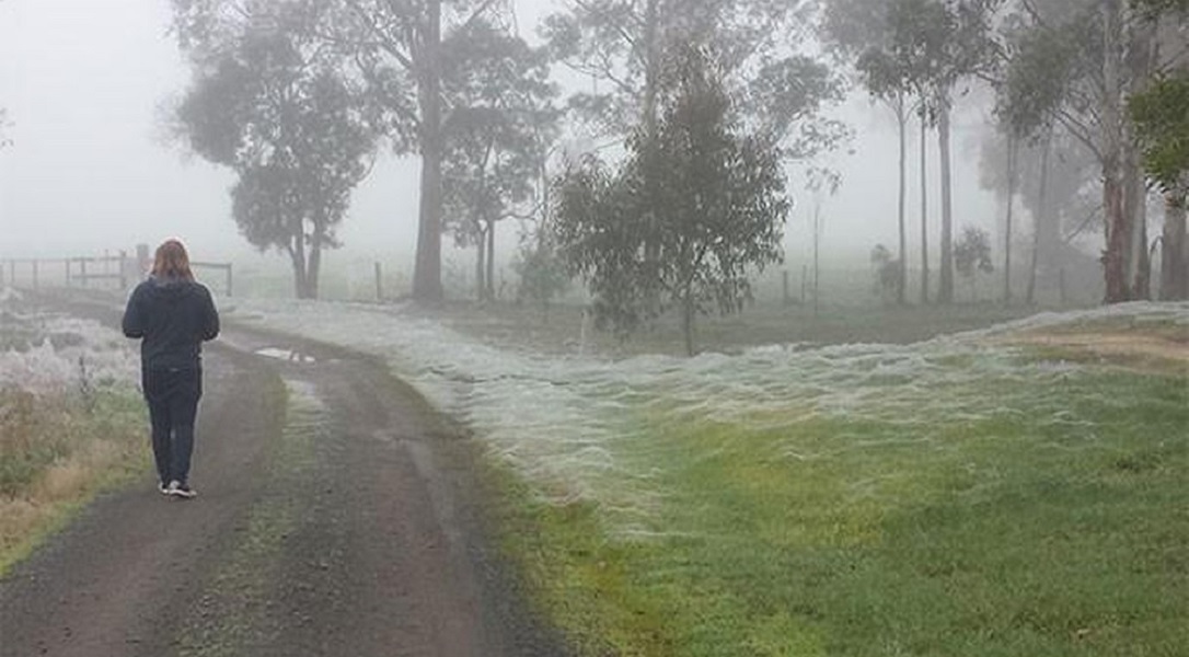 Fenomenul “Spider Frost”. Zona Rurală A Statului Victoria, Australia