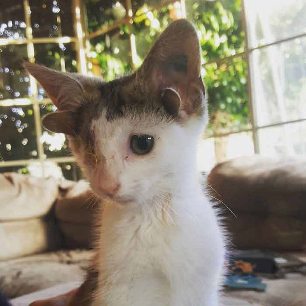 Γατάκι με τέσσερα αυτιά