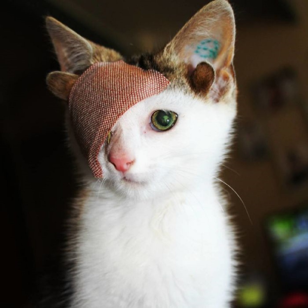 Gatito con cuatro orejas y un ojo.