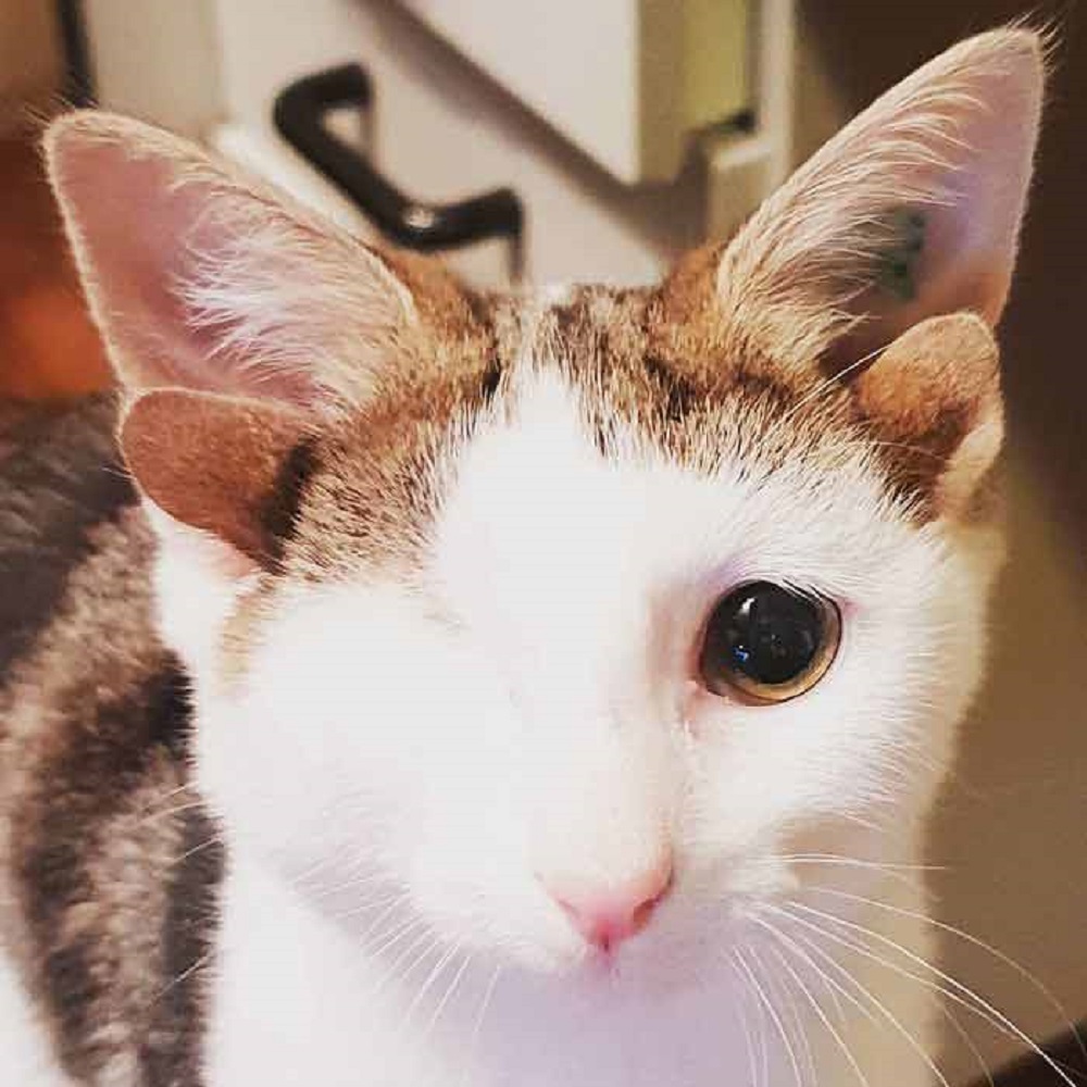 Gatito tuerto con cuatro orejas