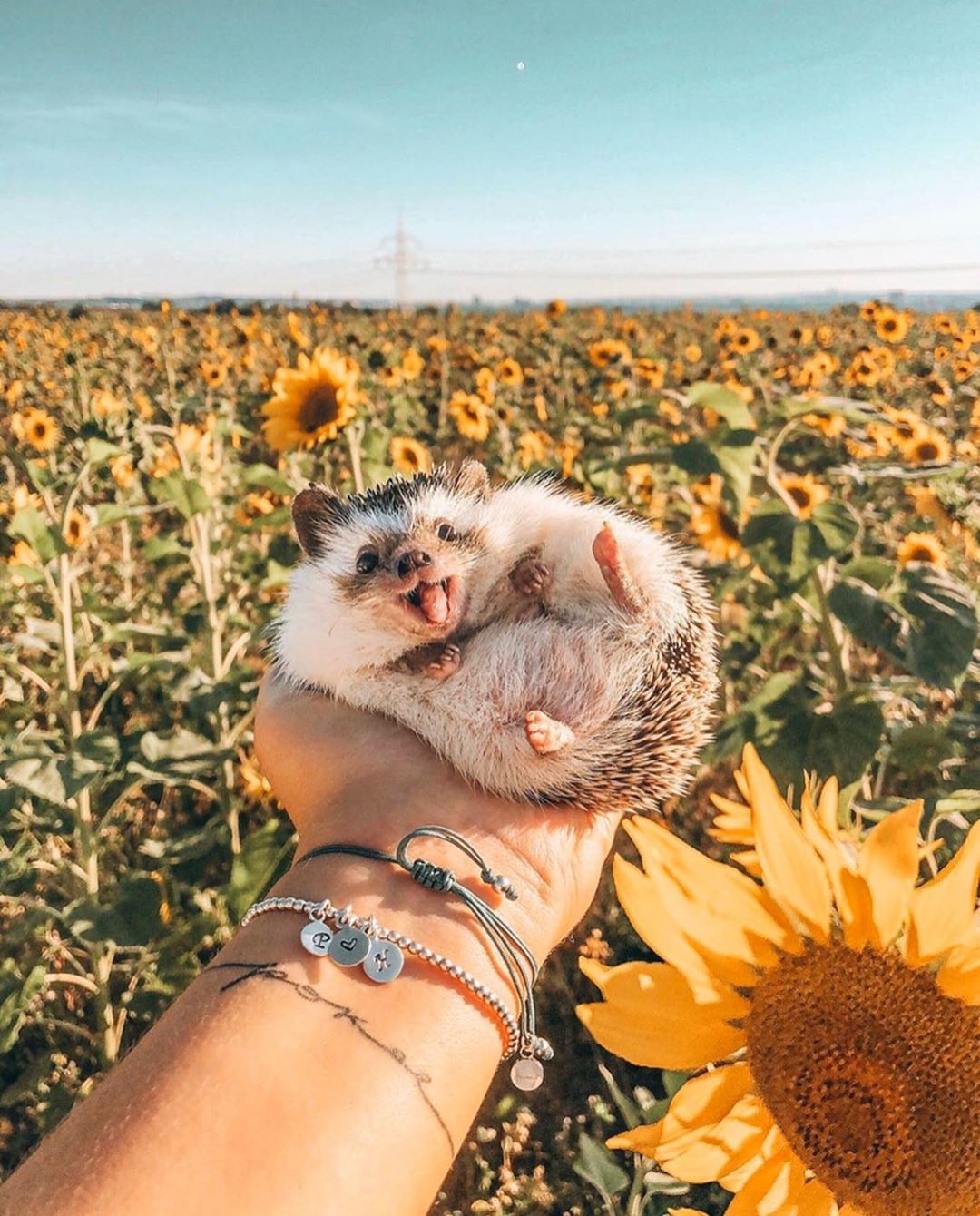 Sunflowers and hedgehog