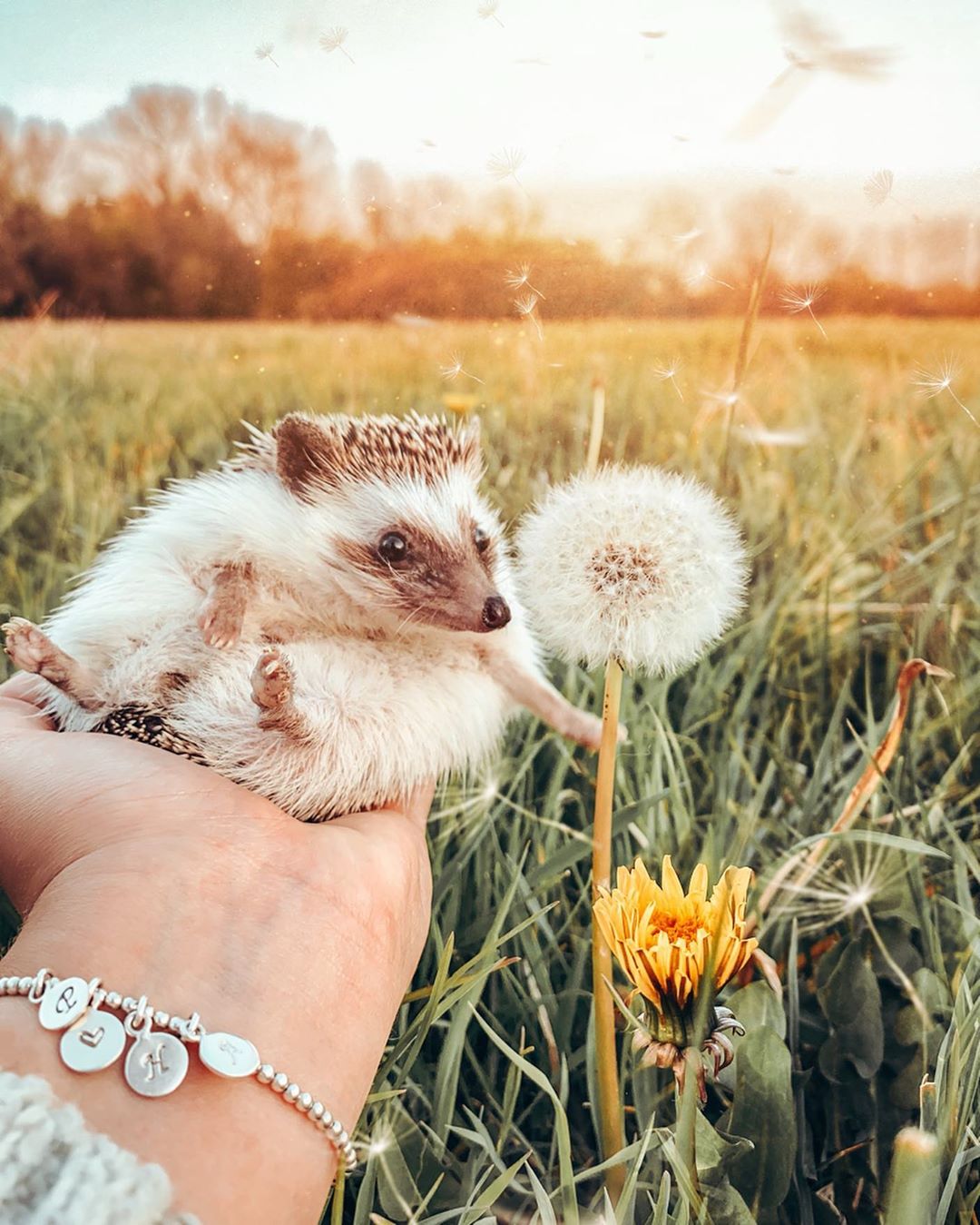 Hedgehog blows on a dandelion