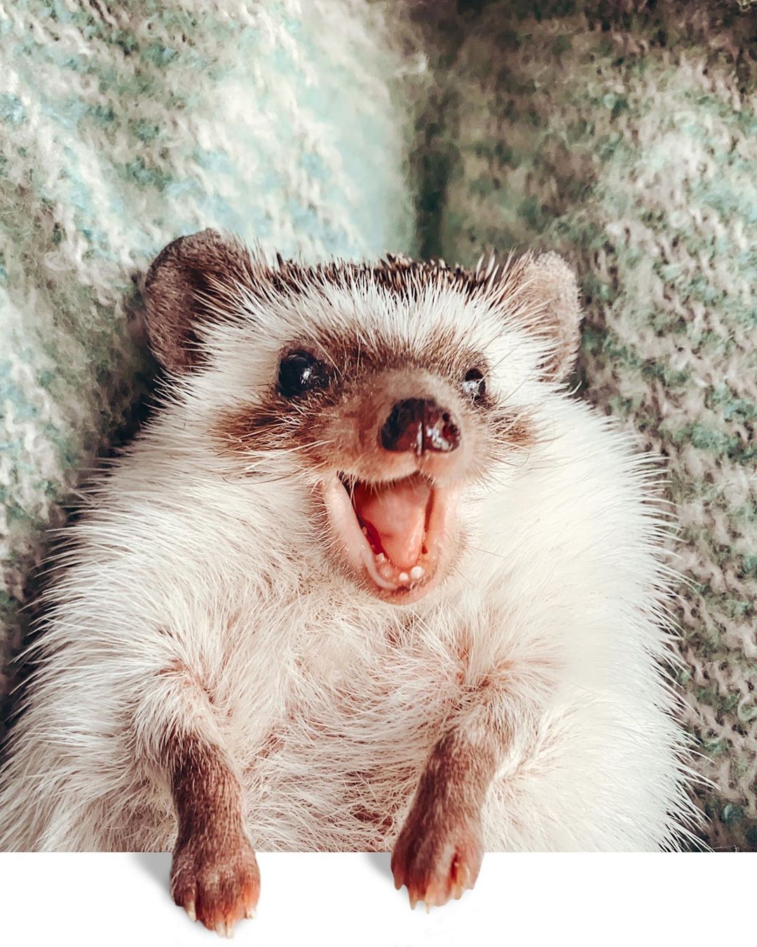 Hedgehog is a photo model