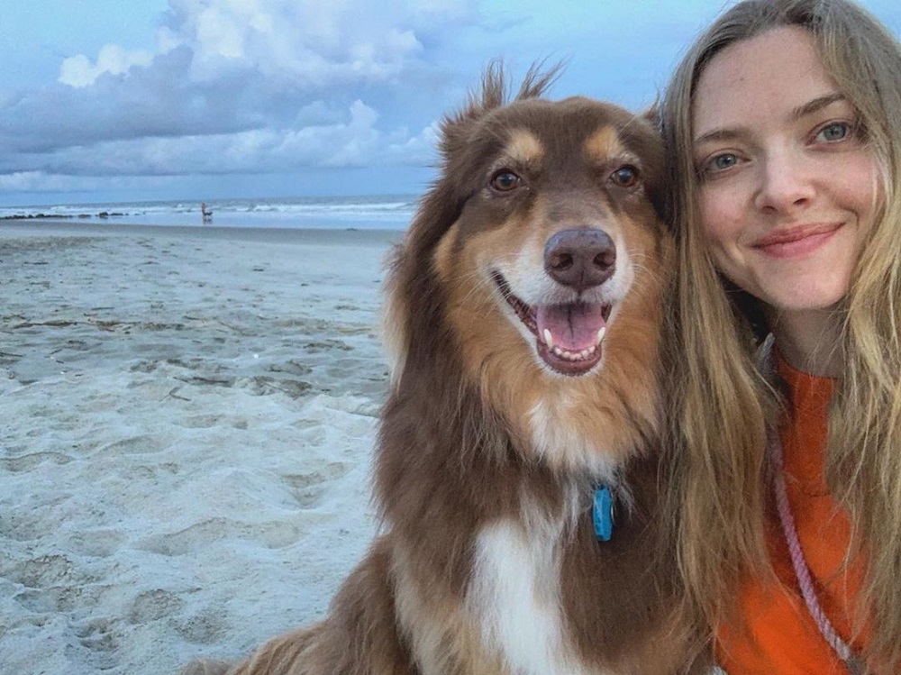 Anjing yang cantik dengan seorang gadis di pantai