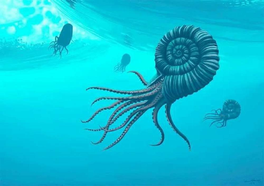 Ammonites - No eres tú quien recoge las conchas, ¡ellas pueden recogerte a ti