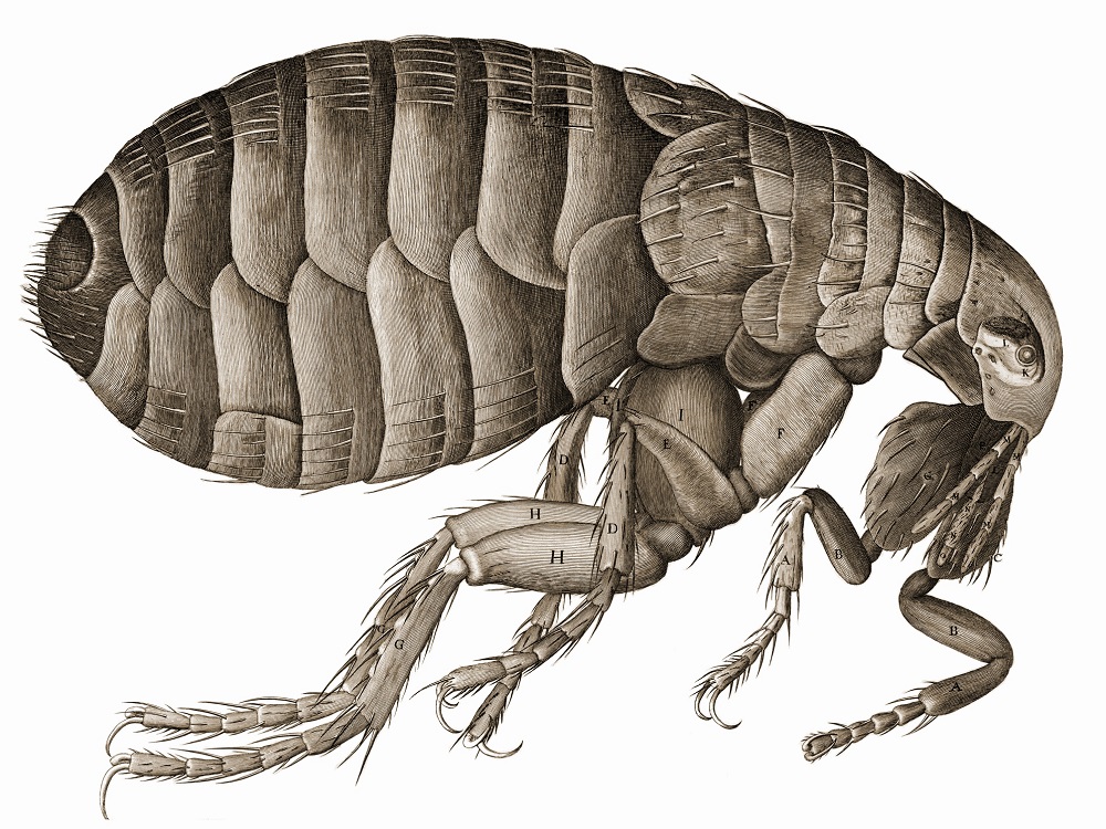 Saurophthirus – the giant flea