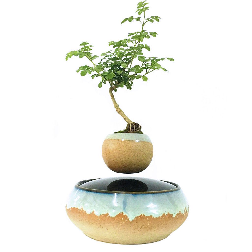 Floating bonsai