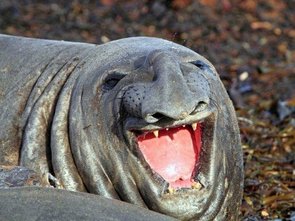 Elephant seal’s nose
