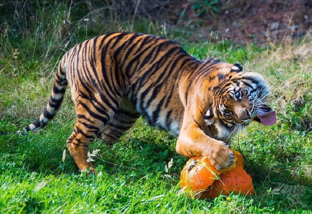 Tiger and pumpkin