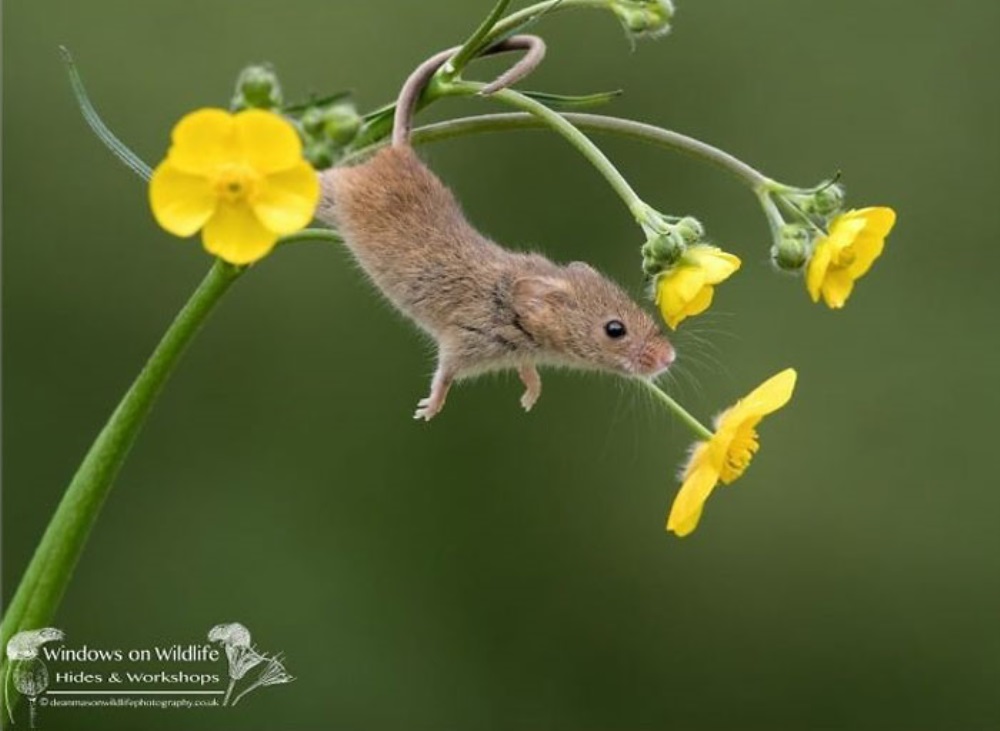 Mysz wymiotuje kwiaty