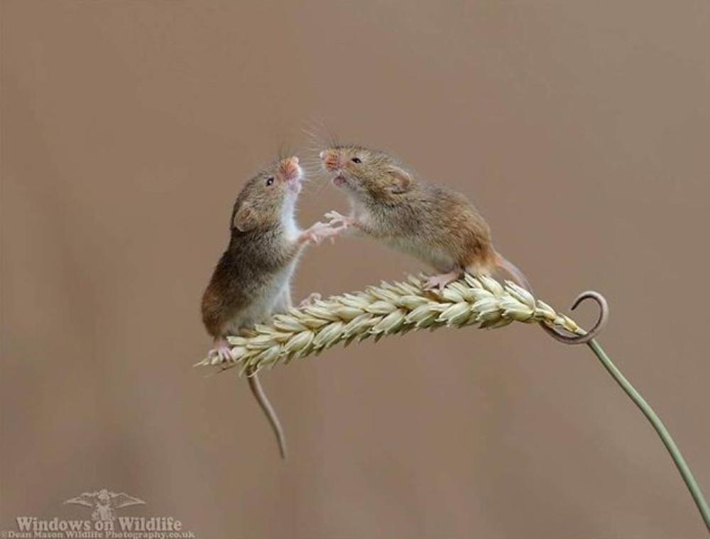 Dwie myszy walczą