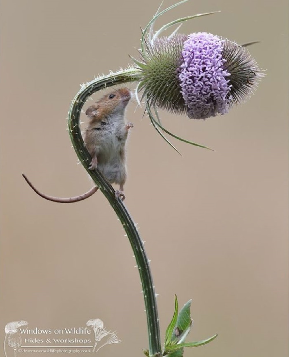 Ratón olfateando una flor
