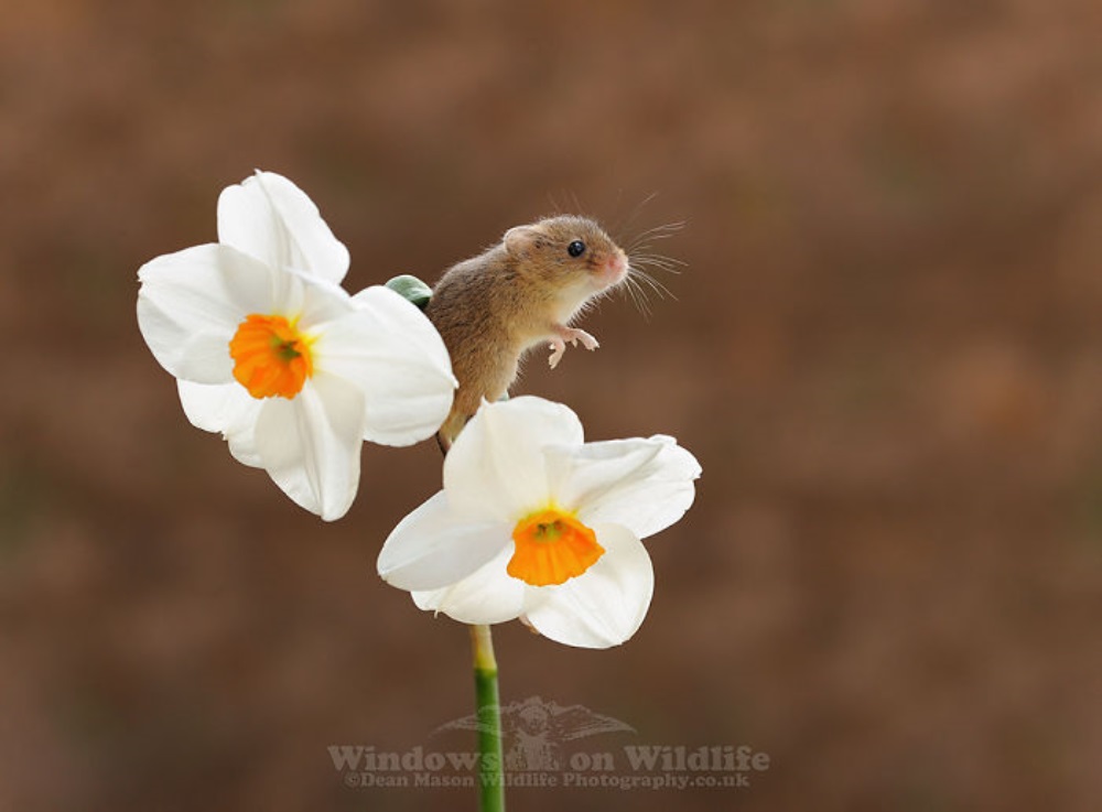 Mysz siedzi na pięknym kwiacie