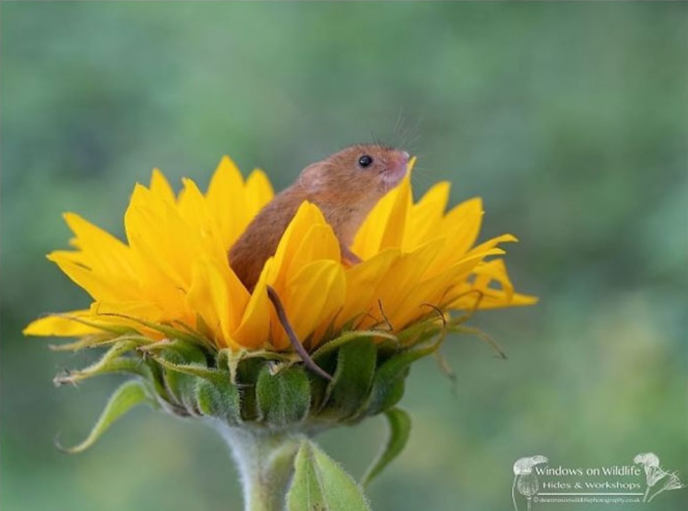 Rato senta-se em uma flor amarela