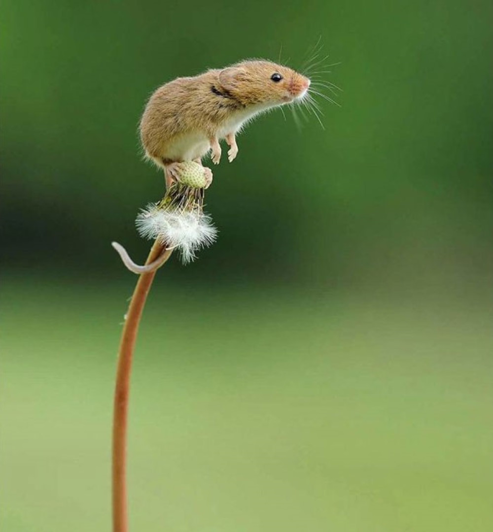 Ratón saltando de una flor
