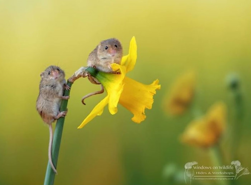 2 ratos subiram em uma flor