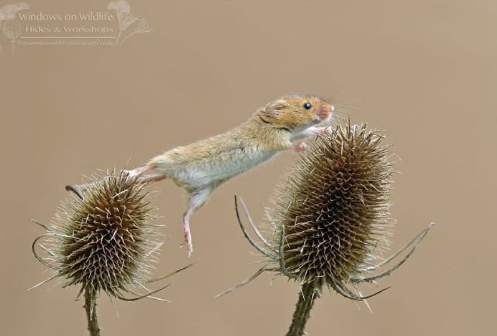 El ratón salta a otra flor